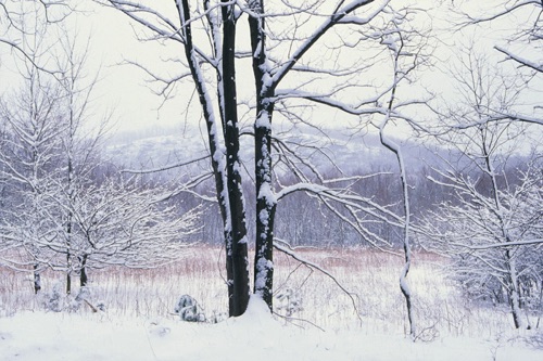 Arctic Meadows 1 Nature Conservancy Preserve, Sussex County, NJ (MF).jpg